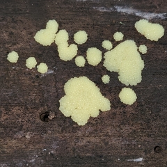 Stemonitis splendens