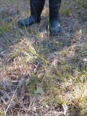 Rhynchospora recognita