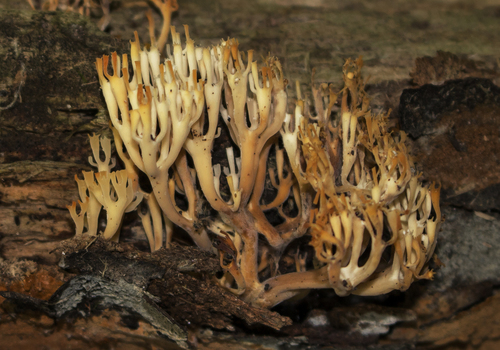 crown-tipped coral fungus (Artomyces pyxidatus)