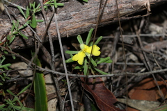 Hibbertia linearis