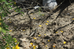 Sceloporus spinosus