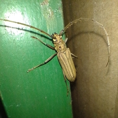 Pantomallus costipennis