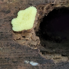 Stemonitis splendens