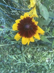 Coreopsis tinctoria