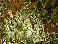 Cladonia