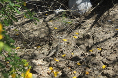 Sceloporus spinosus