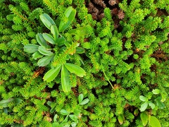 Sibbaldiopsis tridentata