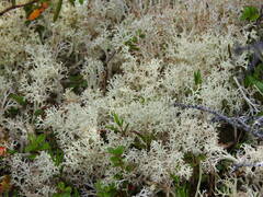 Cladonia stellaris