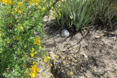 Sceloporus spinosus