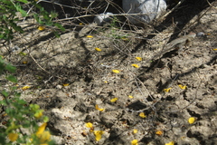 Sceloporus spinosus