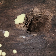 Stemonitis splendens