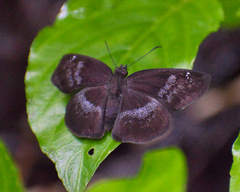 Quadrus cerialis