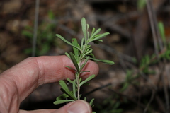 Hibbertia linearis