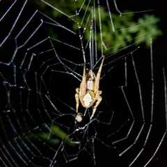 Eriophora
