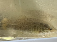 Micropterus dolomieu