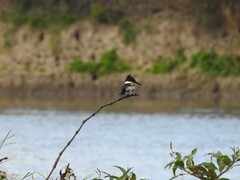 Chloroceryle americana