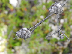 Rabdophaga strobiloides