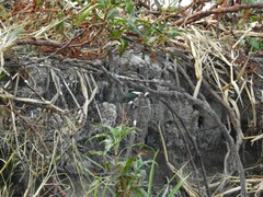 Chloroceryle americana