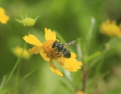 Megachile mendica