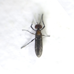 Bibionidae