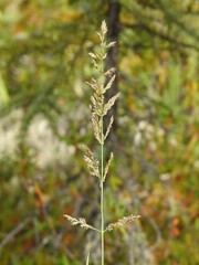 Arctagrostis latifolia