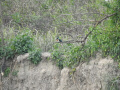 Chloroceryle amazona