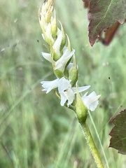 Spiranthes