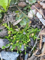 Sagina procumbens