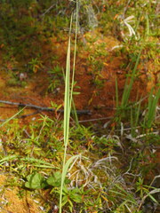 Arctagrostis latifolia