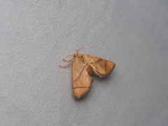 Apoda limacodes