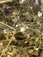 Utricularia purpurea