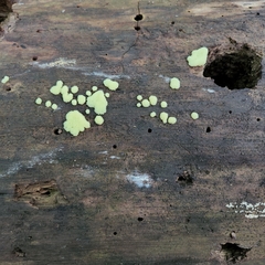 Stemonitis splendens