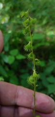 Agrimonia striata