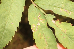 Lyonetia clerkella