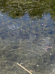 Utricularia purpurea