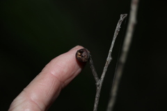 Eucalyptus tindaliae