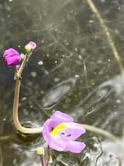 Utricularia purpurea