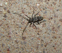 Tigrinestola tigrina