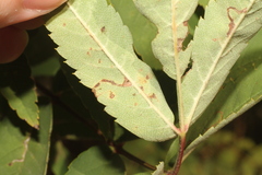 Lyonetia clerkella