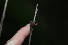 Eucalyptus tindaliae