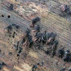 Stemonitis splendens