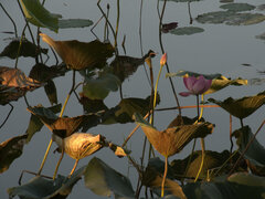 Nelumbo nucifera