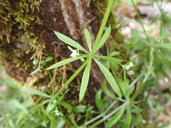 Galium aparine