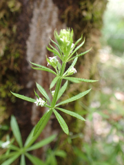 Galium aparine