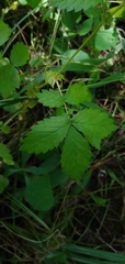 Agrimonia striata