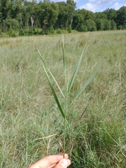 Phalaris arundinacea
