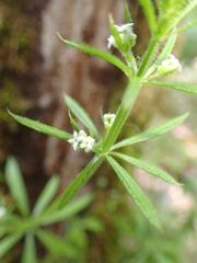 Galium aparine