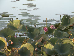 Nelumbo nucifera