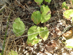 Maianthemum bifolium