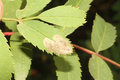 Phyllonorycter corylifoliella